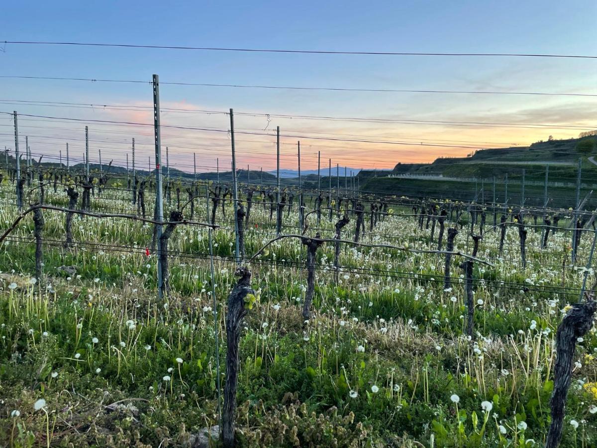 Weingut & Strausswirtschaft Vogel Διαμέρισμα Vogtsburg Εξωτερικό φωτογραφία