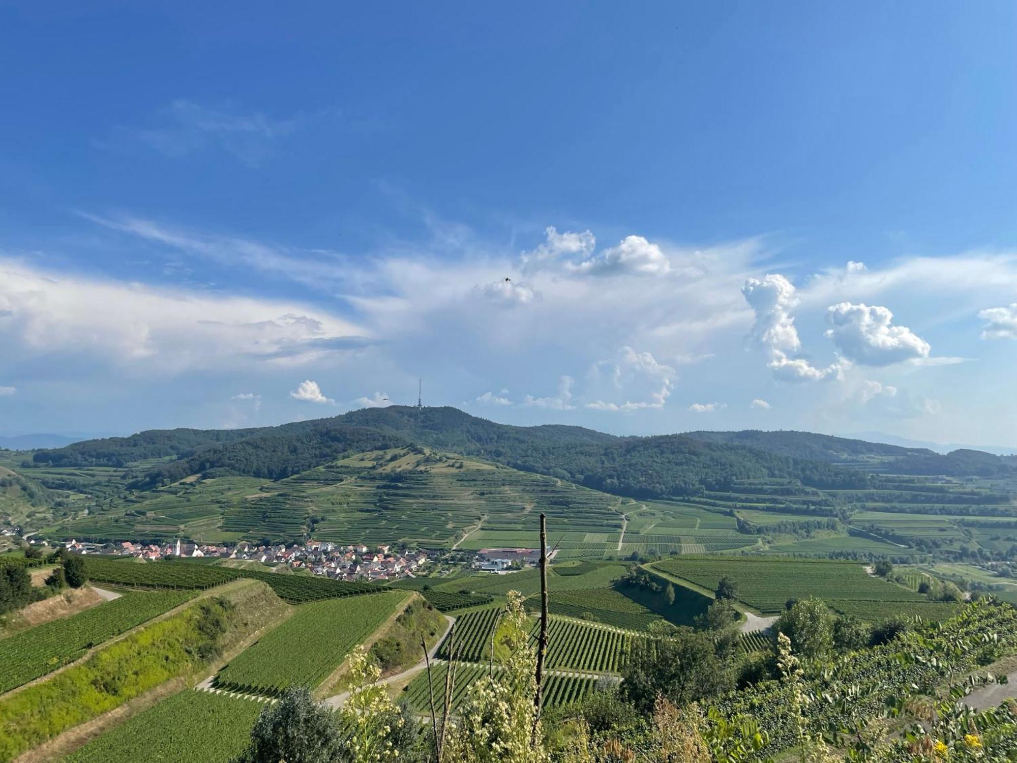 Weingut & Strausswirtschaft Vogel Διαμέρισμα Vogtsburg Εξωτερικό φωτογραφία